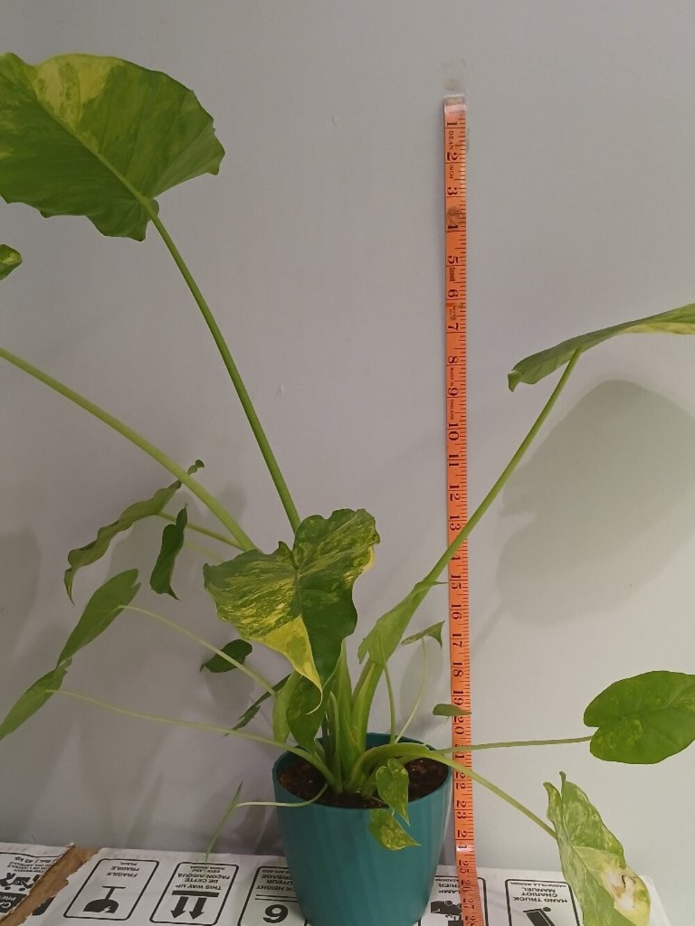 Alocasia Gangeana Aurea - Picture 8 of 8